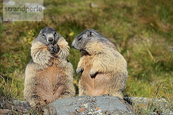 Alpenmurmeltier (Marmota marmota)  adult  Paar  aufrecht stehend  fressend  Nahrungsaufnahme  Großglockner Massiv  Nationalpark Hohe Tauern  Alpen  Österreich  Europa