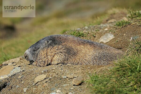 Alpenmurmeltier (Marmota marmota)  adult  am Bau  schlafend  ruhend  Portrait  Großglockner Massiv  Nationalpark Hohe Tauern  Alpen  Österreich  Europa