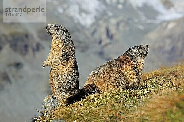 Alpenmurmeltier (Marmota marmota)  adult  Paar  auf Felsen  wachsam  Großglockner Massiv  Nationalpark Hohe Tauern  Alpen  Österreich  Europa