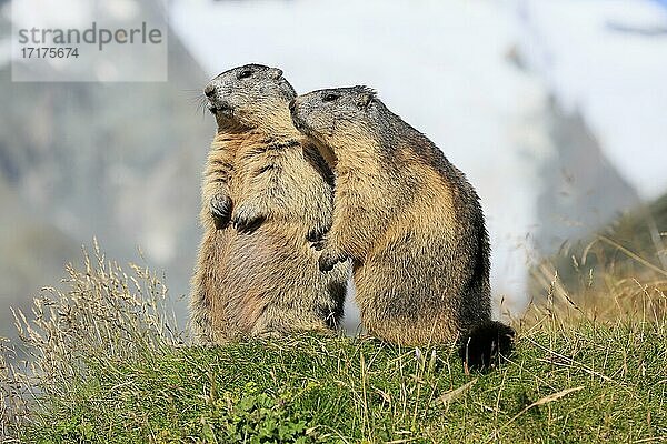 Alpenmurmeltier (Marmota marmota)  adult  Paar  aufrecht stehend  Sozialverhalten  Großglockner Massiv  Nationalpark Hohe Tauern  Alpen  Österreich  Europa