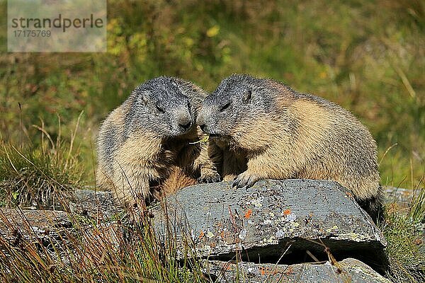 Alpenmurmeltier (Marmota marmota)  adult  Paar  auf Felsen  wachsam  Großglockner Massiv  Nationalpark Hohe Tauern  Alpen  Österreich  Europa