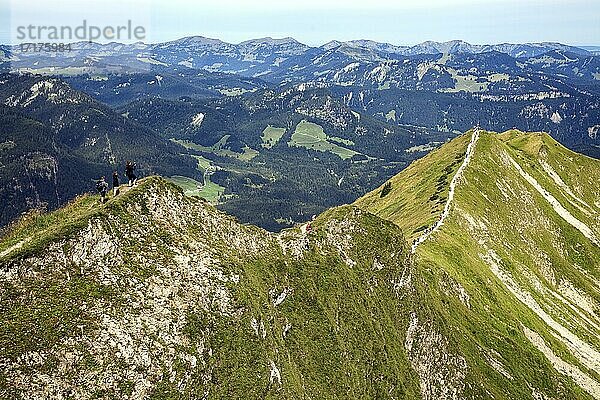 Gratwanderweg Fellhorngrat zwischen Fellhorn-Gipfel und Söllerkopf  Fellhorn  Oberstdorf  Oberallgäu  Allgäuer Alpen  Allgäu  Bayern  Deutschland  Europa