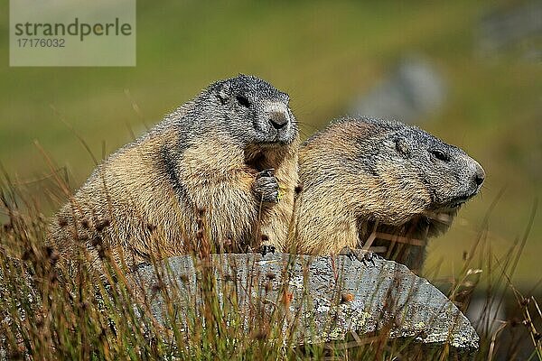 Alpenmurmeltier (Marmota marmota)  adult  Paar  auf Felsen  Sozialverhalten  Großglockner Massiv  Nationalpark Hohe Tauern  Alpen  Österreich  Europa