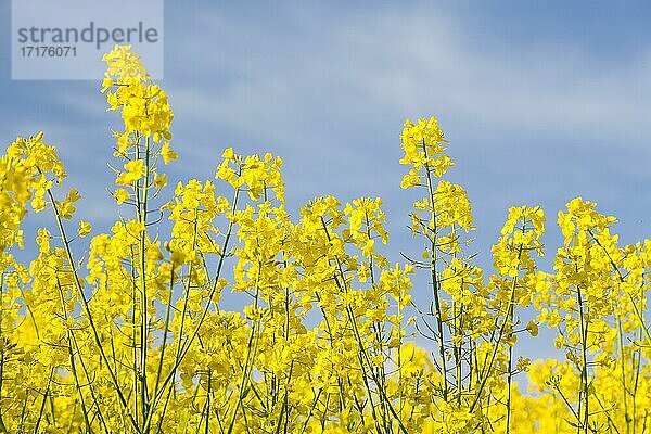 Blütenstände vom Raps (Brassica napus)  Sachsen  Deutschland  Europa