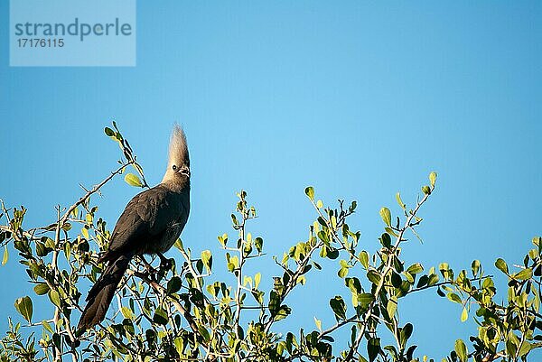 Grauer Lärmvogel (Corythaixoides concolor)  sitzt auf Busch  Botswana  Afrika