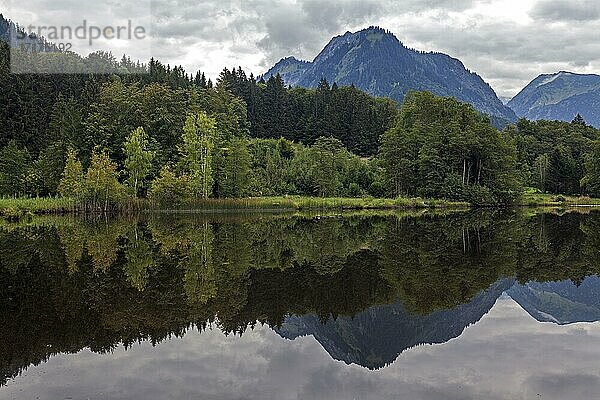 Moorweiher  hinten Berge der Allgäuer Alpen  Oberstdorf  Oberallgäu  Allgäu  Bayern  Deutschland  Europa