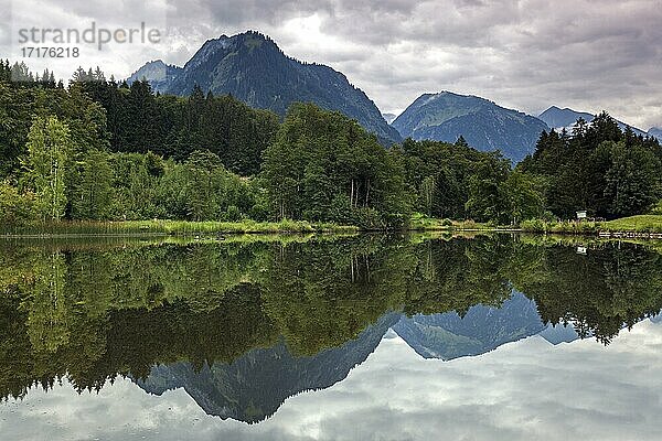 Moorweiher  hinten Berge der Allgäuer Alpen  Oberstdorf  Oberallgäu  Allgäu  Bayern  Deutschland  Europa