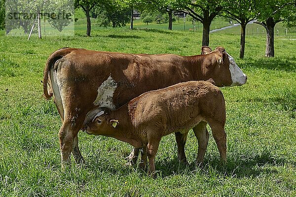 Milchkuh und Kalb Rotfleck x Limousin