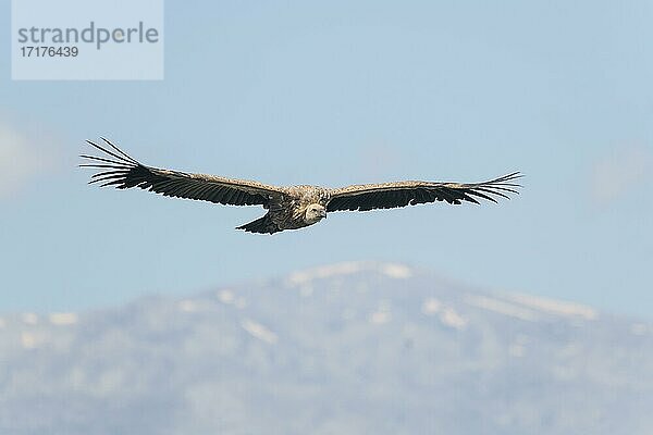 Gänsegeier (Gyps fulvus)  im Flug  Kreta  Griechenland  Europa