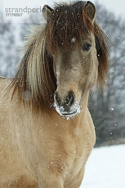 Islandpferd (Equus islandicus)  Stute im Schnee  Tierporträt im Winter  Schleswig-Holstein  Deutschland  Europa