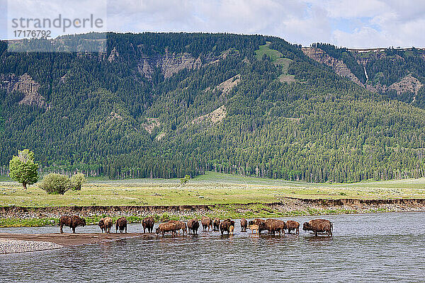 Herde Amerikanische Bison (Bos bison) ueberqueren Lamar river  Yellowstone-Nationalpark  Wyoming  Vereinigte Staaten von Amerika |herd of American bison (Bison bison) crossing Lamar river  Yellowstone National Park  Wyoming  United States of America|