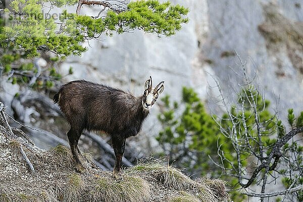 Gamsgeiß (Rupicapra rupicapra) steht bei einer Kiefer am Abgrund  Tirol  Österreich  Europa