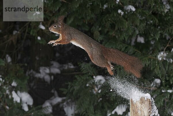 Eichhörnchen (Sciurus vulgaris)  springend  im Winter bei Schnee  Nordrhein-Westfalen  Deutschland  Europa