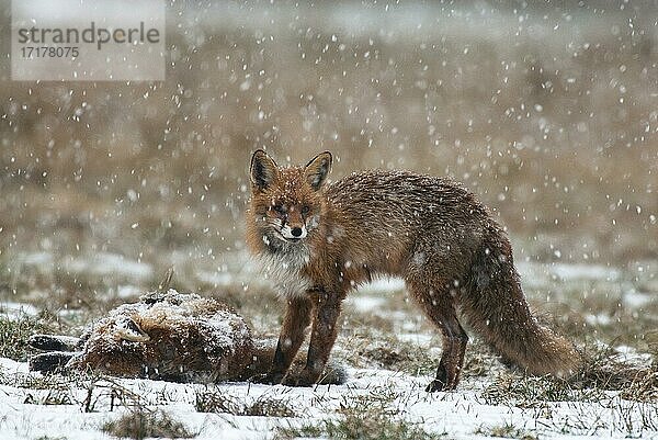 Fuchs (Vulpes Vulpes)  am Luderplatz im Schneetreiben  Masuren  Polen  Europa