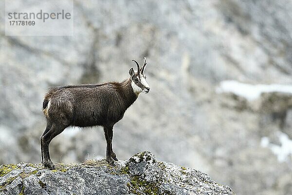 Gämse (Rupicapra rupicapra) oder Gemse  Gamsgeiß stehend auf Felsen  Tirol  Österreich  Europa