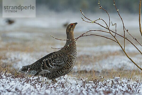 Birkhuhn (Tetrao tetrix)  Henne auf Balzarena frisst am Weidenzweig  Kainuu  Finnland  Europa