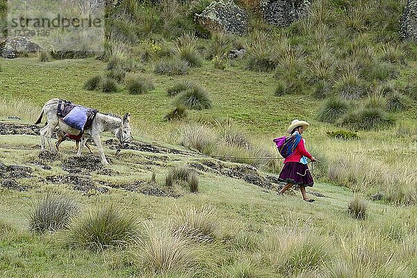 Indigene Frau führt einen beladenen Esel  Cumbe Mayo  Provinz Cajamarca  Peru  Südamerika