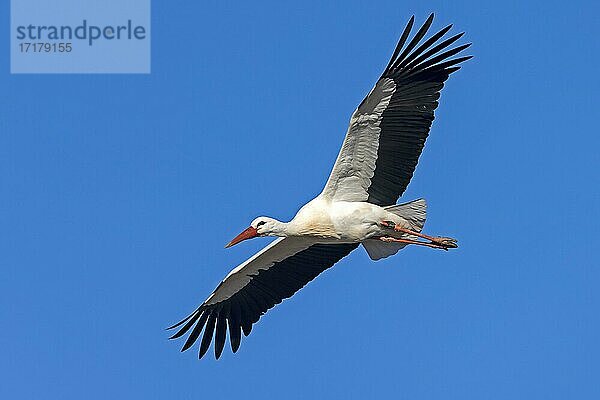 Weißstorch (Ciconia ciconia) fliegend  Hessen  Deutschland  Europa