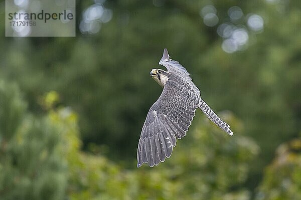 Lannerfalke (Falco biarmicus)  im Flug  captive  Niedersachsen  Deutschland  Europa