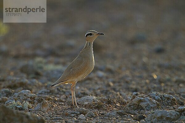 Rennvogel (Cursorius cursor) stehend auf dem Boden einer Halbwüste  Morgenstimmung  Fuerteventura  Spanien  Europa