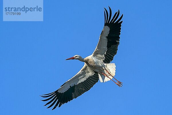 Weißstorch (Ciconia ciconia) fliegend  Hessen  Deutschland  Europa