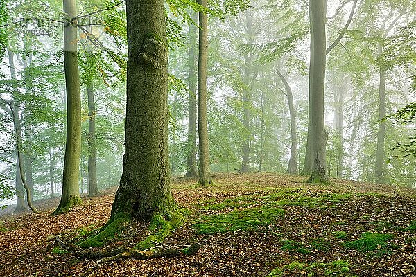 Unberührter Buchenwald mit Nebel  UNESCO-Welterbe Alte Buchenwälder  Teilgebiet Serrahn im Müritz-Nationalpark  Mecklenburg-Vorpommern  Deutschland  Europa