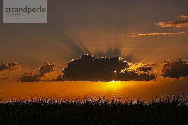 Sonnenuntergang hinter Wolke über einem Feld  Mauritius  Afrika