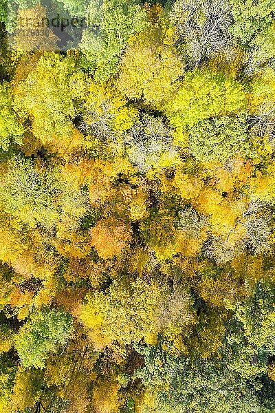 Wald Bäume im Herbst bunte Blätter Luftbild Hintergrundbild  Deutschland  Europa