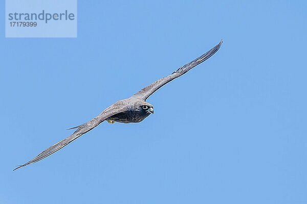 Eleonorenfalke (Falco eleonorae)  im Flug  Kreta  Griechenland  Europa