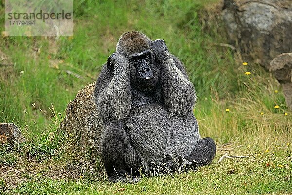 Westlicher Gorilla (Gorilla gorilla)  adult  weiblich  captive