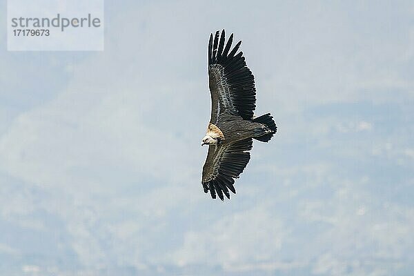 Gänsegeier (Gyps fulvus)  im Flug  Kreta  Griechenland  Europa