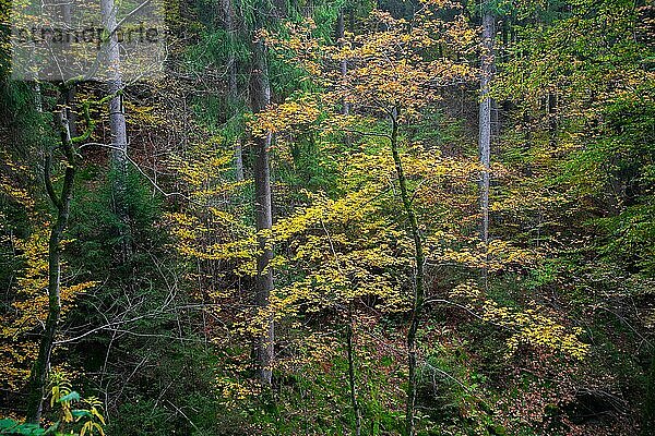Wald im Herbstlaub bei Winterberg im Sauerland  Nordrhein-Westfalen  Deutschland  Europa