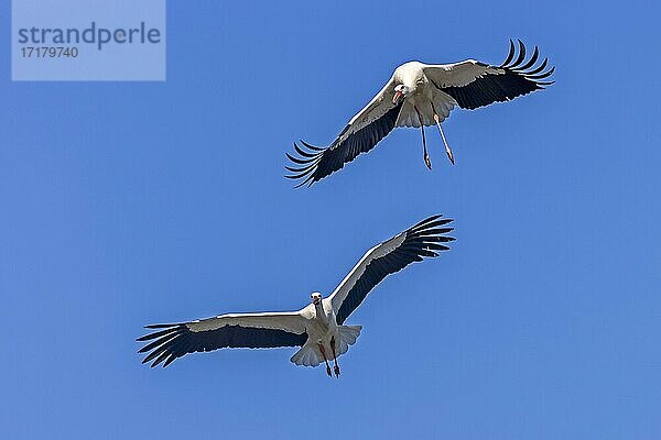 Weißstorch (Ciconia ciconia) fliegend  Hessen  Deutschland  Europa