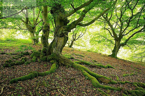 Knorrige alte Buchen im Frühjahr  Wurzeln mit Moos  frisches grünes Laub  Nationalpark Kellerwald-Edersee  Hessen  Deutschland  Europa