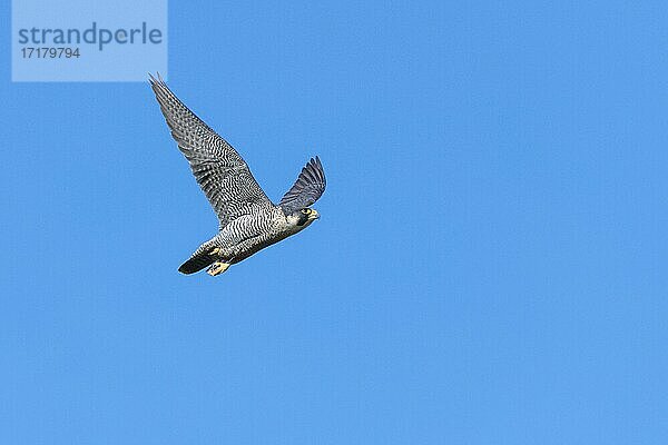 Wanderfalke (Falco peregrinus)  adult  im Flug  Guxhagen  Hessen  Deutschland  Europa