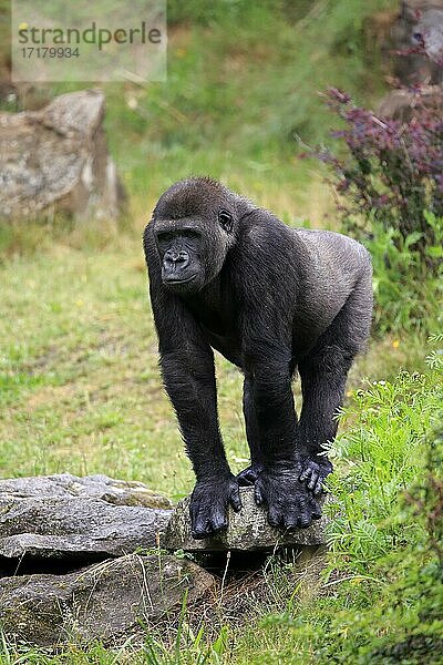 Westlicher Gorilla (Gorilla gorilla)  adult  weiblich  captive