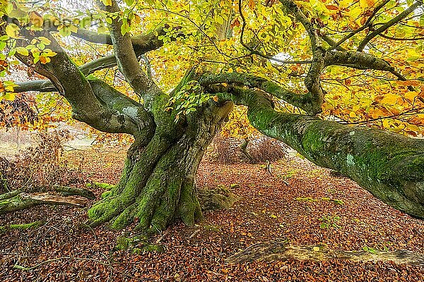 Alte knorrige Buche mit Moos im Herbst in einem ehemaligen Hutewald  Nationalpark Kellerwald  Hessen  Deutschland  Europa
