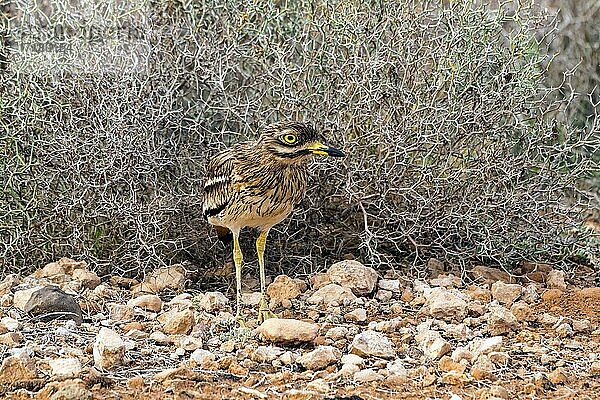 Triel (Burhinus oedicnemus)  Fuerteventura  Kanarischen Inseln  Spanien  Europa