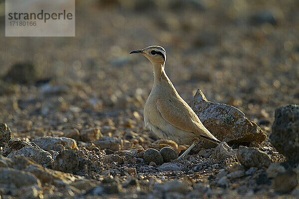 Rennvogel (Cursorius cursor) lässt sich auf seinem Gelege nieder  Morgenstimmung  Fuerteventura  Spanien  Europa