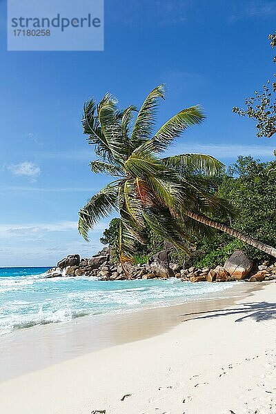 Anse Georgette Strand Urlaub Insel Praslin Palme Hochformat Meer  Praslin  Seychellen  Afrika