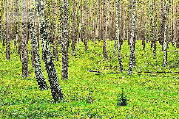 Typischer norddeutscher Kiefernwald mit einzelnen Birken  Waldboden mit Moos bedeckt  bei Neustrelitz  Mecklenburg-Vorpommern  Deutschland  Europa