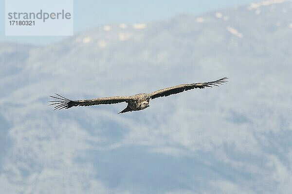 Gänsegeier (Gyps fulvus)  im Flug  Kreta  Griechenland  Europa