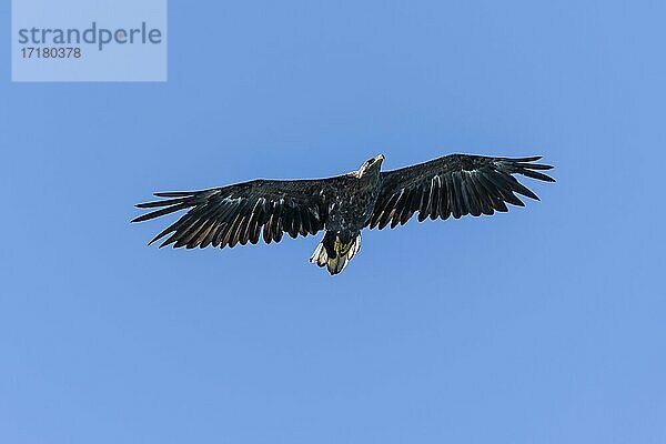 Seeadler (Haliaeetus albicilla) im Flug  Lofoten  Norwegen  Europa