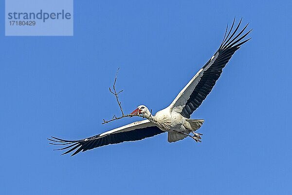 Weißstorch (Ciconia ciconia) fliegend  Hessen  Deutschland  Europa