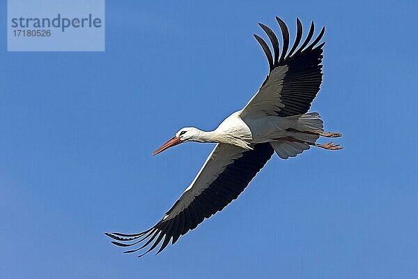 Weißstorch (Ciconia ciconia) fliegend  Hessen  Deutschland  Europa