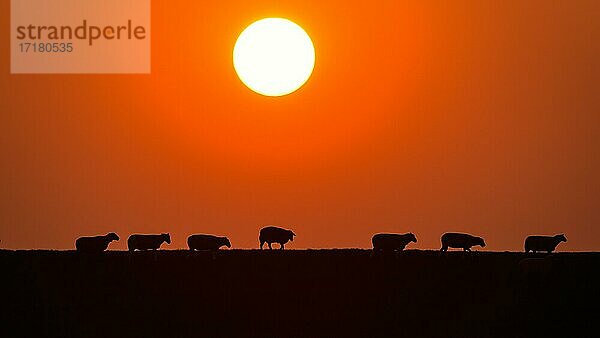 Hausschaf (Ovis orientalis aries)  Schafe auf dem Deich  Sonnenuntergang  Abendsonne  Schleswig-Holstein  Deutschland  Europa