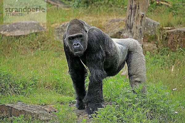Westlicher Gorilla (Gorilla gorilla)  adult  männlich  captive