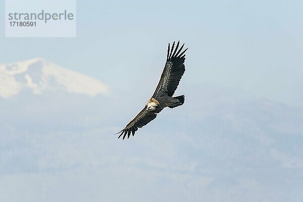 Gänsegeier (Gyps fulvus)  im Flug  Kreta  Griechenland  Europa