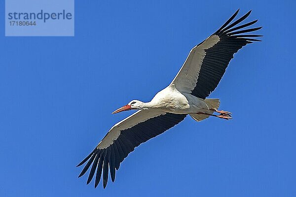 Weißstorch (Ciconia ciconia) fliegend  Hessen  Deutschland  Europa