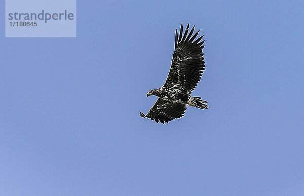 Seeadler (Haliaeetus albicilla) im Flug  Lofoten  Norwegen  Europa